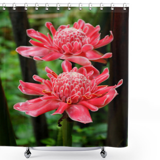 Personality  Tropical Flower Of Red Torch Ginger. Shower Curtains