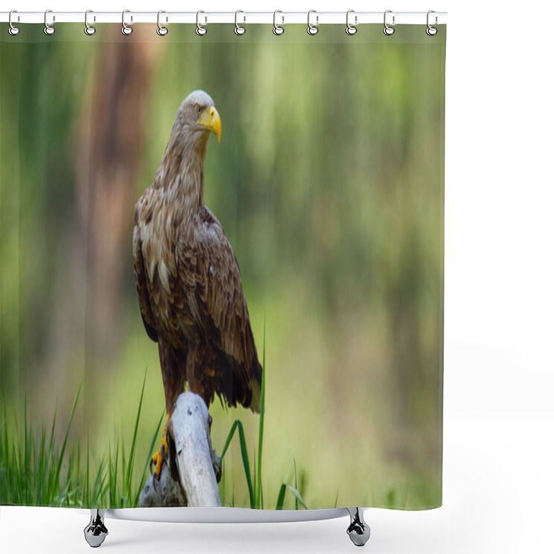 Personality  Adult White-tailed Eagle Sitting On Bough Low Above Ground In Floodplain Forest Shower Curtains
