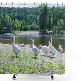Personality  Beautiful White Geese On A Nature Background. A Flock Of Birds On The River Bank. Domestic Waterfowl. Flock Of Birds Returning Home. Shower Curtains