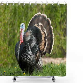 Personality  Turkey In Meadow Shower Curtains