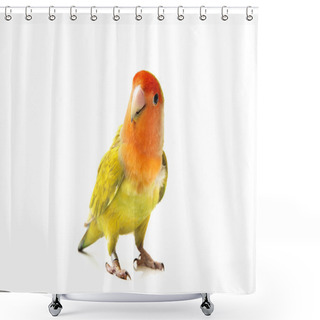 Personality  Colored Lovebirds Shower Curtains