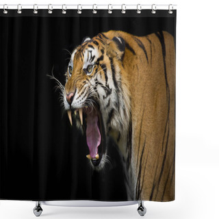 Personality  Sumatran Tiger Profile On A Black Background Shower Curtains
