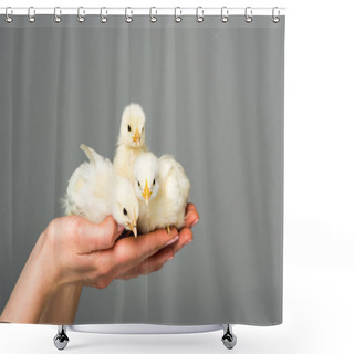 Personality  Partial View Of Woman Holding Cute Little Chicks In Hands Isolated On Grey Shower Curtains