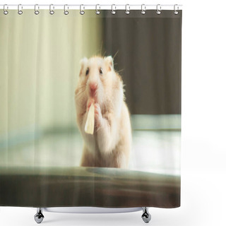 Personality  Cute Orange And White Syrian Or Golden Hamster (Mesocricetus Auratus) Eating Pet Food. Taking Care, Mercy, Domestic Pet Animal Concept. Shower Curtains
