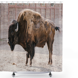 Personality  Close Up View Of Wild Buffalo At Zoo Shower Curtains