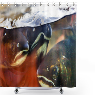 Personality  Fear Chinook Coho Salmon Close Up Issaquah Hatchery Washington S Shower Curtains
