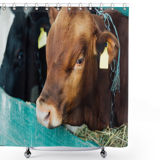 Personality  Selective Focus Of Brown Calf Near Manger With Hay In Cowshed Shower Curtains