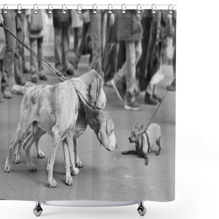 Personality  Dogs On The Leash. Shower Curtains