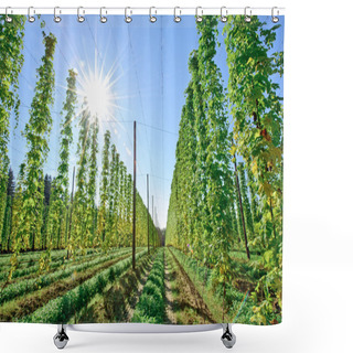 Personality  Sunshine In The Hop Field Shower Curtains
