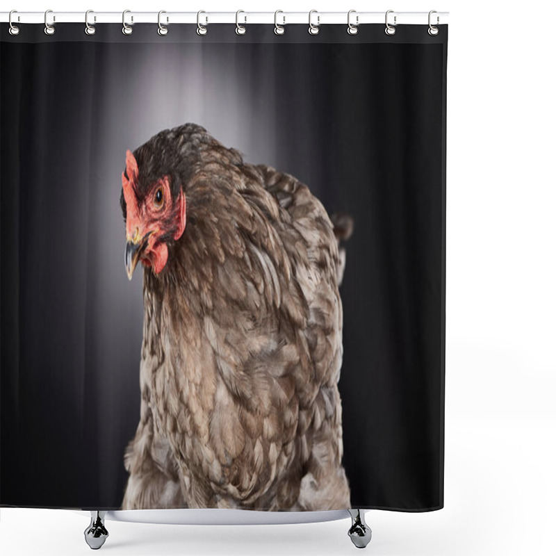 Personality  close up of cute brown farm chicken on dark grey shower curtains