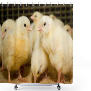 Personality  Young Broiler Chickens At The Poultry Farm Shower Curtains
