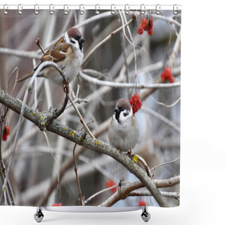 Personality  One Of The Most Common Bird Species, The Sparrow (Passer) Sits On A Tree Branch Shower Curtains