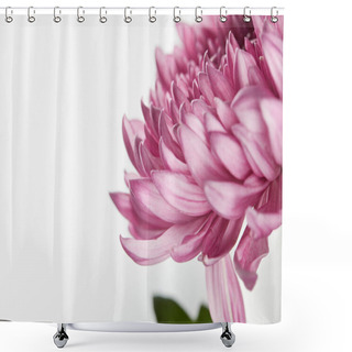 Personality  Close Up View Of Purple Chrysanthemum Isolated On White Shower Curtains