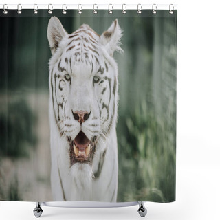 Personality  Close Up View Of Beautiful White Bengal Tiger At Zoo Shower Curtains