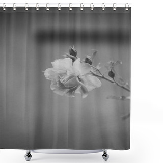 Personality  Flower Of Rose With Buds On Light Blurred Background, Defocused. Shower Curtains