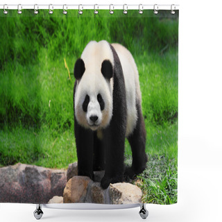 Personality  Funny Panda Shower Curtains