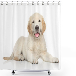 Personality  Golden Retriver Puppy On White Background. Animal Themes Shower Curtains