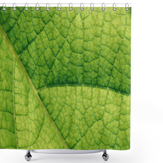Personality  Macro Texture Of Natural Green Leaf  Shower Curtains