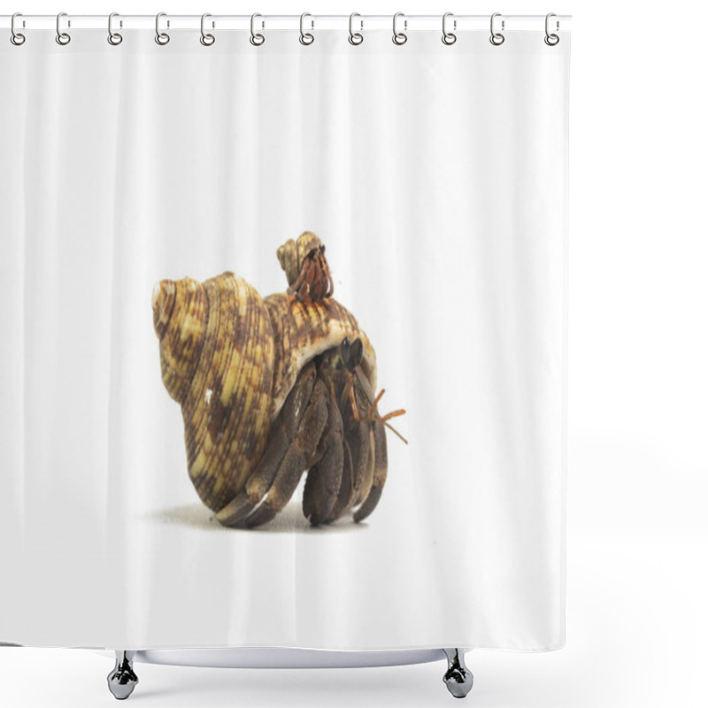 Personality  Hermit Crab Crawling On White Background  Shower Curtains