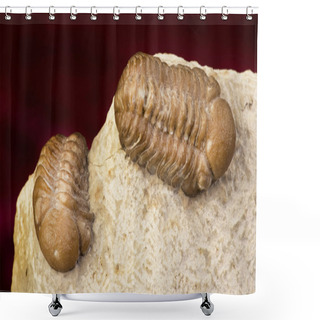 Personality  Oklahoma Trilobites. Shower Curtains