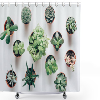 Personality  Top View Of Various Green Succulents In Pots On White Shower Curtains