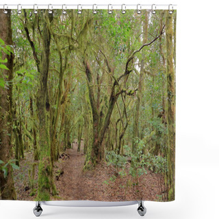 Personality  The Evergreen Rainforest In Garajonay National Park Shower Curtains