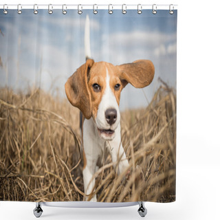 Personality  Beagle Dog Running In Nature Shower Curtains