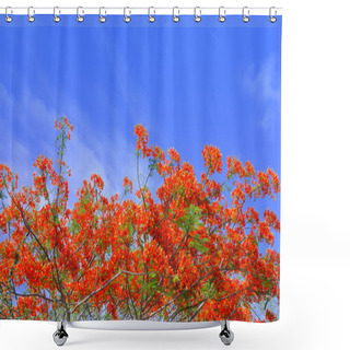 Personality  Beautiful Peacock Flowers With Blue Sky,Thailand Shower Curtains