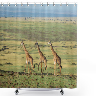 Personality  Three Adult Giraffes Walking In Line In Golden Sunlight In Masai Mara In Kenya Shower Curtains