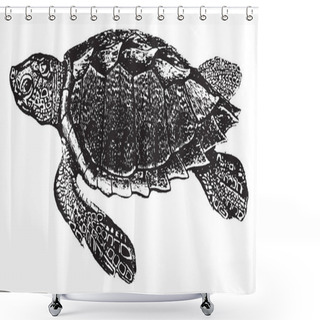 Personality  Loggerhead Turtle Is An Oceanic Turtle Distributed Throughout The World And It Is A Marine Reptile, Vintage Line Drawing Or Engraving Illustration. Shower Curtains