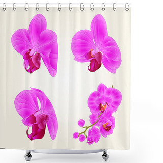 Personality  Beautiful Purple Orchid Phalaenopsis Flowers Closeup Isolated Vintage Set Second Vector Editable Illustration  Shower Curtains