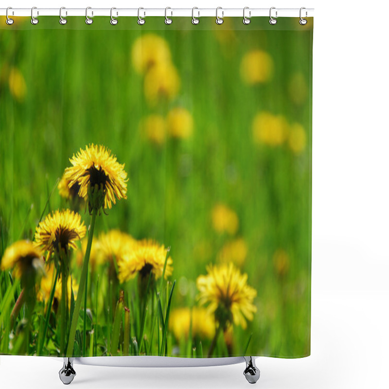Personality  Blooming Dandelions Shower Curtains