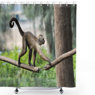 Personality  Monkey Shower Curtains