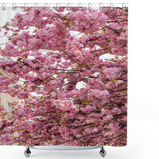 Personality  Pink Flowers On Branches Of Blooming Japanese Cherry Tree  Shower Curtains