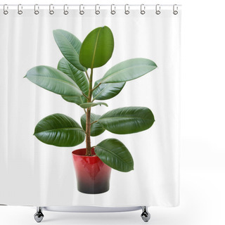 Personality  Rubber Plant (ficus), Isolated On White Shower Curtains