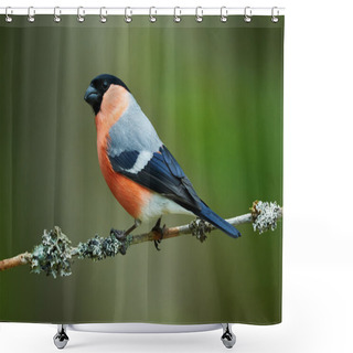 Personality  Male Bullfinch Shower Curtains