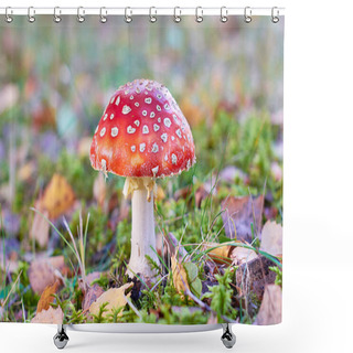 Personality  Mushroom Amanita With Red Head Close Up. Shower Curtains
