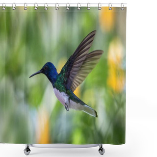 Personality  White-necked Jacobin Hovering In The Air, Caribean Tropical Forest, Trinidad And Tobago, Bird On Colorful Clear Background,beautiful Hummingbird With White Belly And Blue Head In Flight Shower Curtains