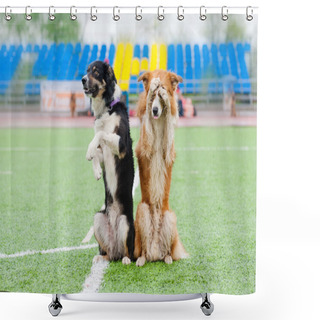 Personality  Two Border Collie Dogs Show Trick Shower Curtains