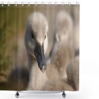 Personality  Young Signet Swans Shower Curtains