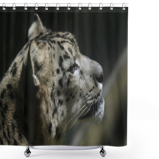 Personality  Wild Snow Leopard Shower Curtains