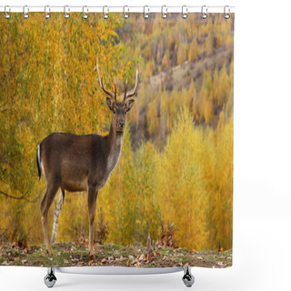 Personality  Fallow Deer Buck In A Glade Shower Curtains