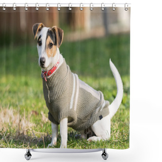 Personality  Jack Russell Terrier Dog Portrait At A Park. Shower Curtains