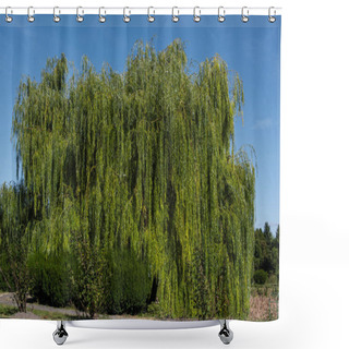Personality  Green Willow Tree With Bushes And Blue Sky At Background Shower Curtains