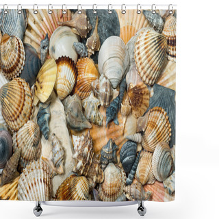 Personality  Group Of Seashells - Background Shower Curtains