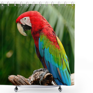 Personality  Greenwinged Macaw Shower Curtains