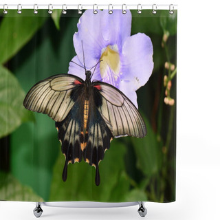 Personality  Great Mormon Butterfly Shower Curtains