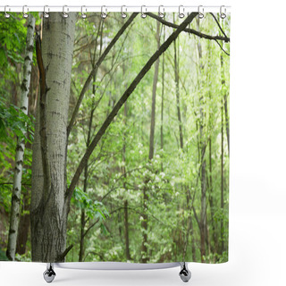 Personality  Birch Trunks And Branches With Green Forest On Background Shower Curtains