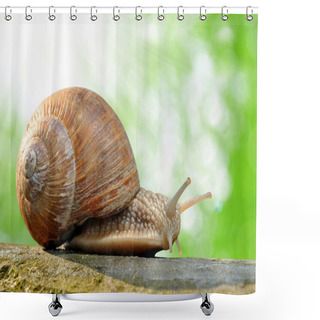 Personality  Garden Snail Shower Curtains