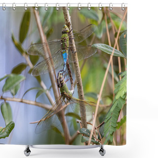 Personality  Dragonfly Love: Two Common Green Darners In Natural Habitat Shower Curtains